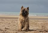 CAIRN TERRIER 375